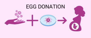 ivf and egg donation