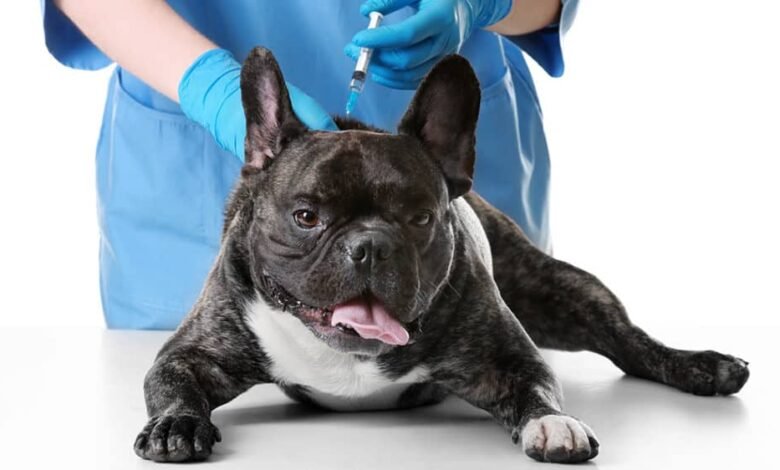French Bulldog Health Essentials: Preparing For A Lifelong Companion