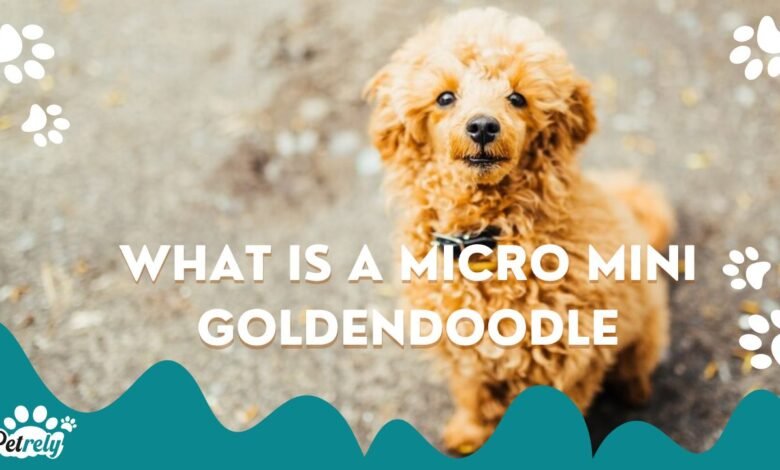 What is a Micro Mini Goldendoodle