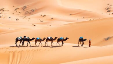 Desert Camel Safari