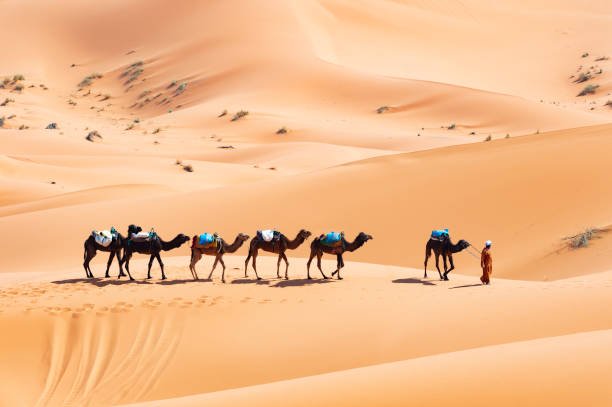 Desert Camel Safari