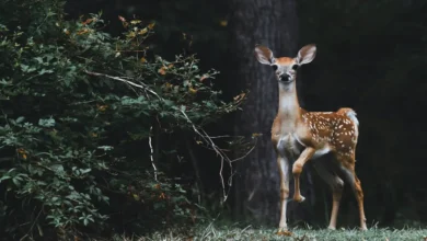 Illinois Deer Hunts