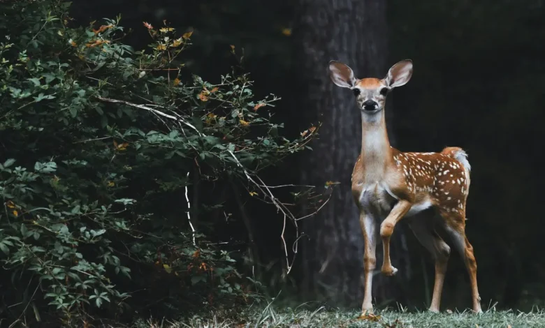 Illinois Deer Hunts