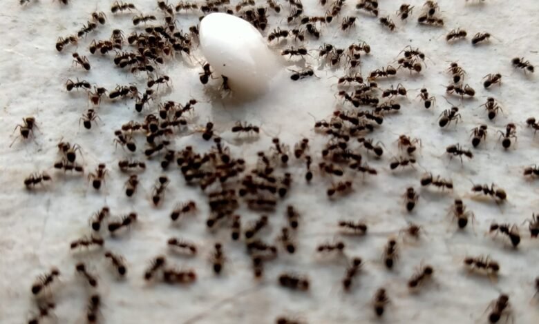 Effective Ant Control Services in NY