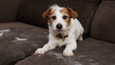 Pet Hair from Leather Sofa