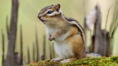 chipmunk removal