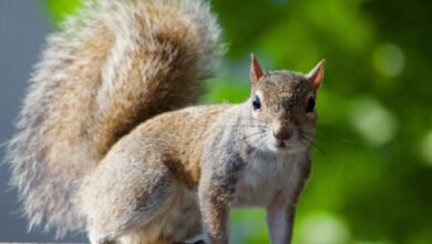 Squirrel removal in Houston