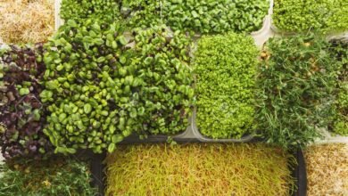 sunflower microgreens