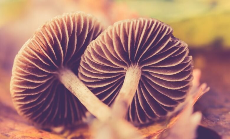 Potent Magic Mushrooms