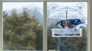 Nature at Your Window: The Complete Guide to Installing Window Bird Feeders