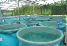 Sustainable Aquaculture