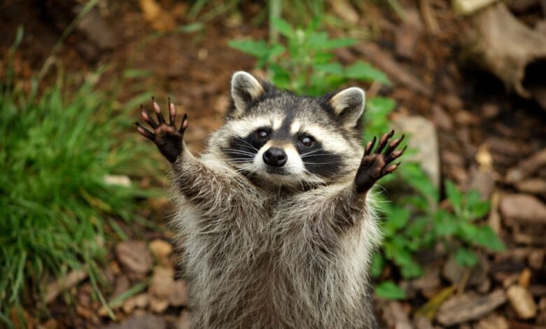 Raccoon Control Vaughan