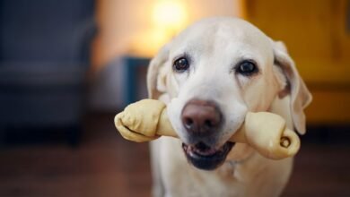 dental chews