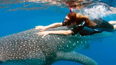 Swimming With Whale Sharks