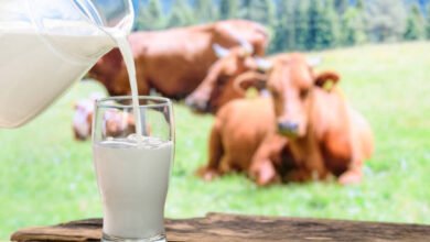 wellhealthorganic.com:buffalo milk