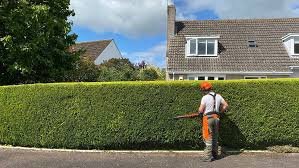 hedge trimming in Blackpool