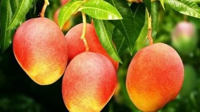 Mango Price in Pakistan 2024