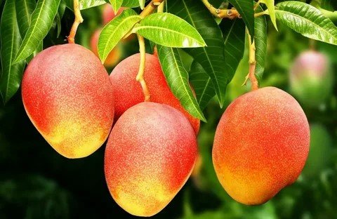 Mango Price in Pakistan 2024