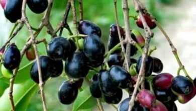 Jamun Farming Types, Benefits, Cultivation Process and More