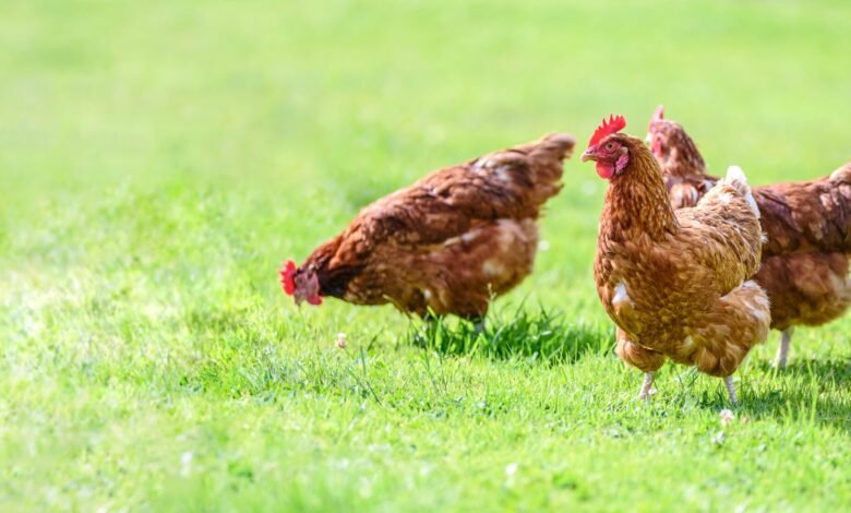 Pasture Raised Chicken in Houston