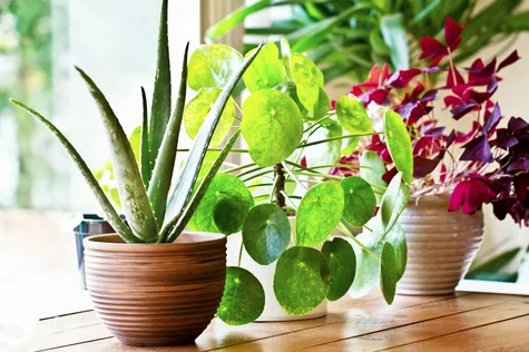 indoor Plants