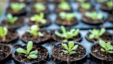 plants in Nurseries