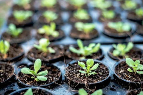 plants in Nurseries