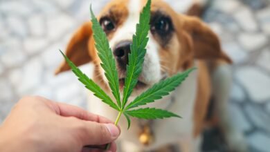 Understanding the Benefits of CBD for Dogs: A Comprehensive Guide