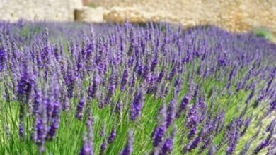 A vibrant field of lavender flowers, showcasing their rich purple hues under a clear blue sky.