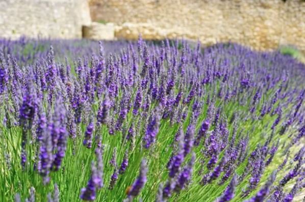 A vibrant field of lavender flowers, showcasing their rich purple hues under a clear blue sky.