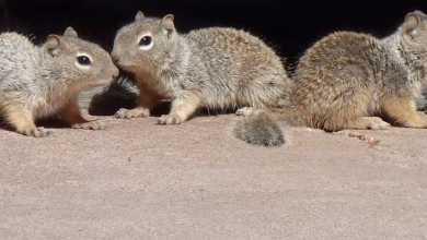 squirrel control services DC