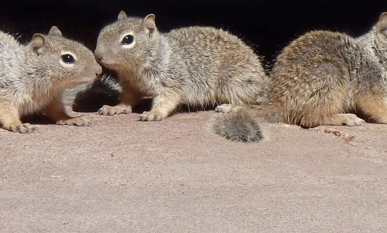 squirrel control services DC