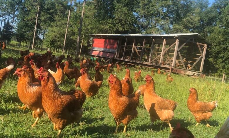 Pasture Raised Chicken