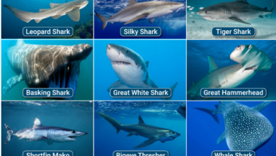 Types of Sharks