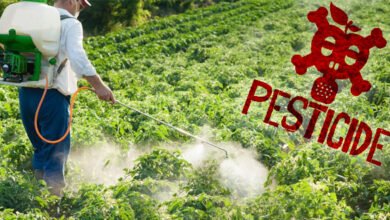 Pesticide Treatment in Lahore