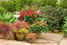 A vibrant assortment of potted plants arranged on a stone patio, showcasing a variety of colors and textures.