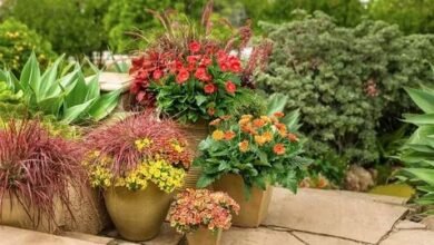 A vibrant assortment of potted plants arranged on a stone patio, showcasing a variety of colors and textures.