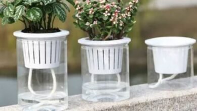 Three elegant glass vases containing various plants, showcasing a harmonious blend of nature and design.