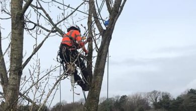 Tree Surgeon Warrington