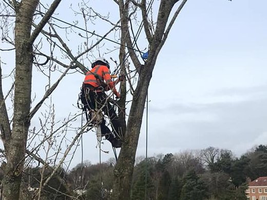 Tree Surgeon Warrington