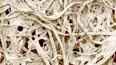 cellulose fibers