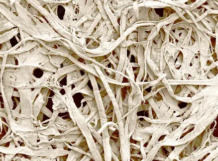 cellulose fibers