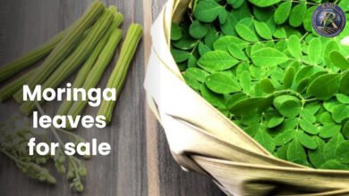 moringa leaves for sale