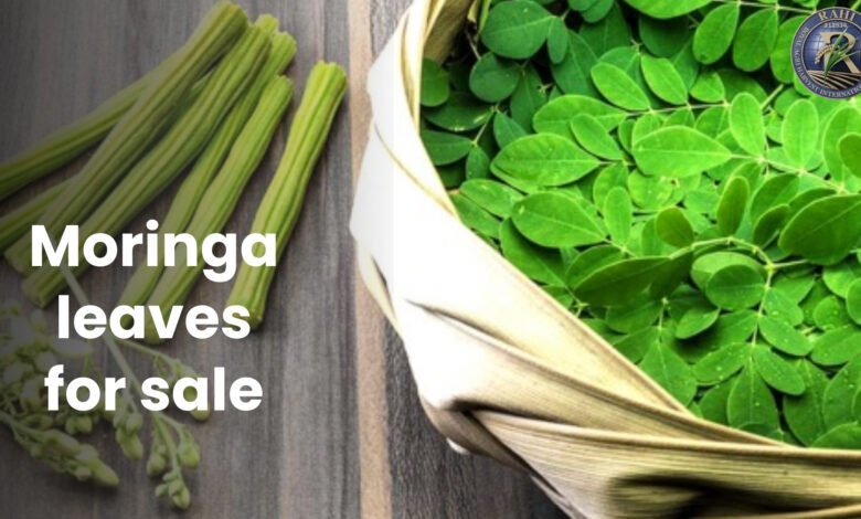 moringa leaves for sale