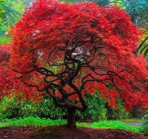 tree seeds for sale