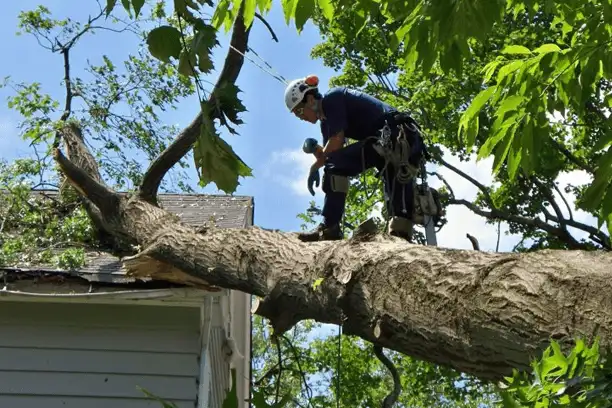 Sydney Tree Loppers