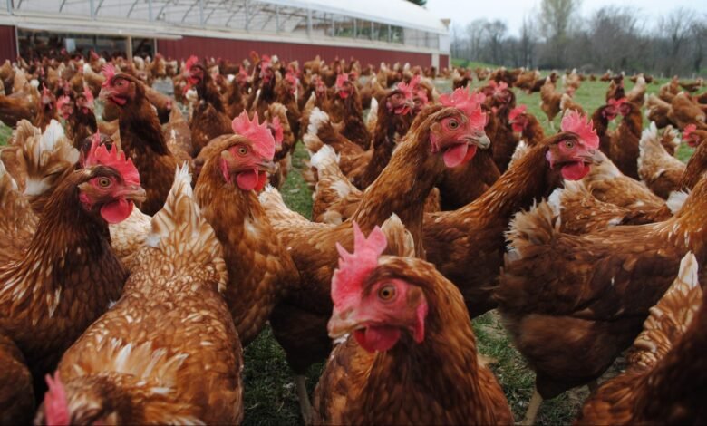 Pasture-raised chickens