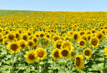 Sunflower Farming in India Enhancing Productivity