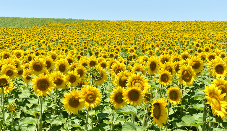 Sunflower Farming in India Enhancing Productivity