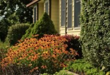 Native Plant Landscaping